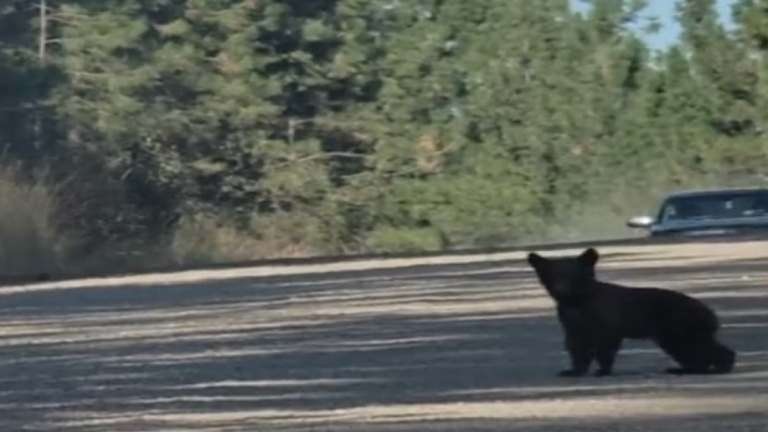 Un petit Yogi l'ours! 