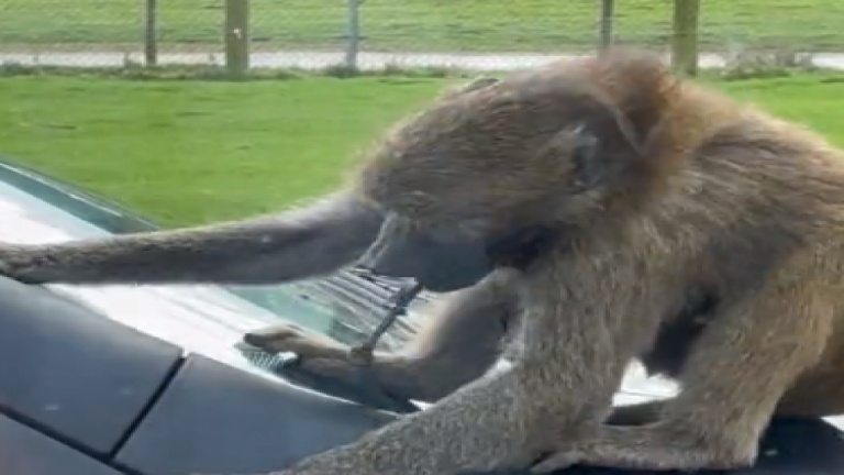 Une sortie au zoo? Peut-être pas... 