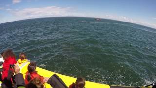 Une baleine frôle un zodiac à Tadoussac... et c'est spectaculaire!