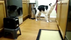 Un chien qui fait des tâches ménagères!