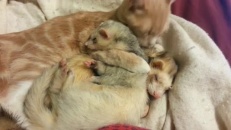 L'amour entre une chatte et des furets