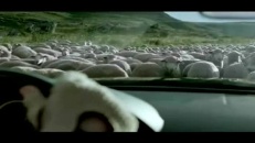 Troupeau de moutons vraiment mal placé!