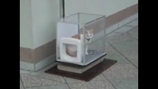 Un ascenseur pour chat