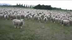 Comment parler avec des moutons...