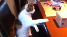 Vrai chat contre faux chat!