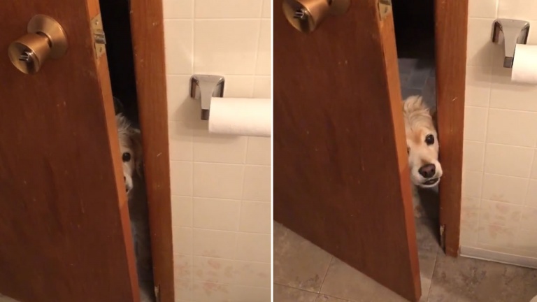 Ces animaux sans concept d’intimité