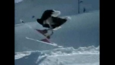 L’autruche fait du ski