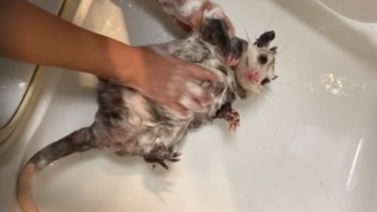 L'heure du bain des opossums