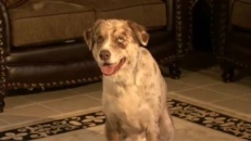 L'aspirateur automatique...