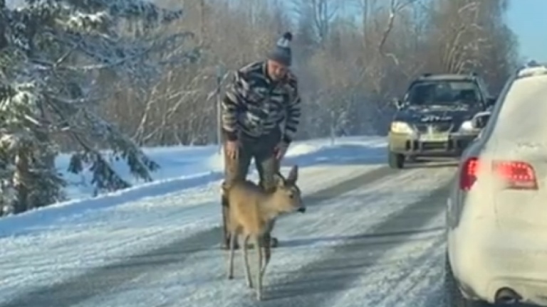 Un chevreuil un peu déboussolé