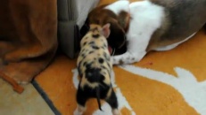 Chien VS porcelet