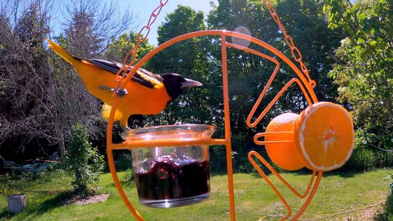 De la visite orangée pour l’heure du goûter 