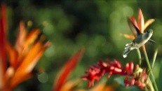 Pollinisation au ralenti