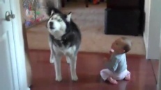 Un husky qui parle avec un bébé?