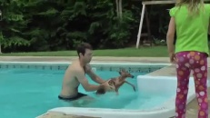 Papa! Il y a un bébé chevreuil dans la piscine!