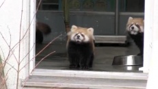 Un panda roux effrayé par un gardien