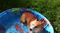 Un chien s'amuse dans une piscine pour enfants!
