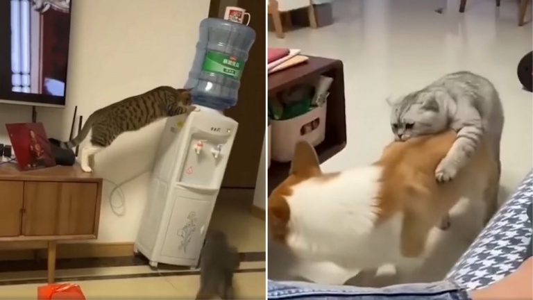 Le meilleur «best of»… de vidéos de chats!