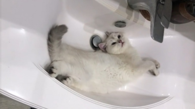 Bien installé ce minou