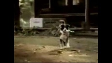 Chien qui mord pour une bière