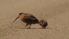 La danse rythmée de la nature