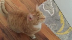 Un chat aveugle joue à rapporter!