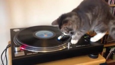Un chat DJ qui aime Bob Marley