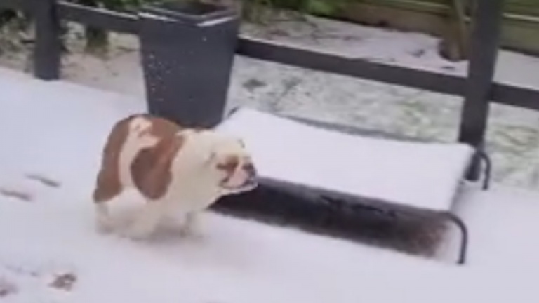 Les bouledogues ne peuvent pas freiner dans la neige