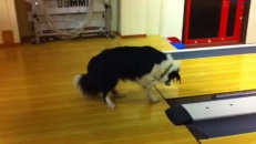 Un chien s'amuse dans un salon de quilles