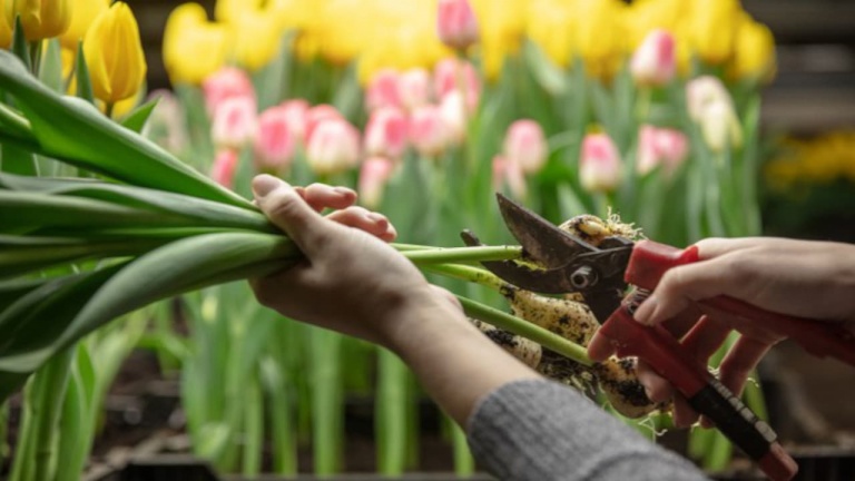 Comment récolter et entreposer les bulbes lors de la floraison estivale des plantes