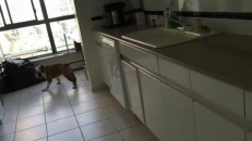 Un chien qui vit à reculons? 