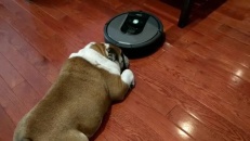Ce chien est difficile à impressionner