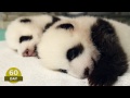 L'évolution de deux bébés pandas en 100 jours….
