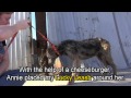 L'incroyable sauvetage d'un chien abandonné