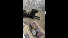 Un chien imperturbable