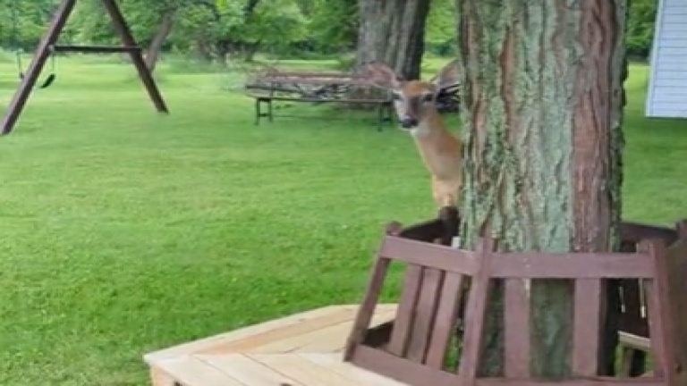 Cache-cache avec un cerf