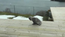 Attraper une brindille collée sur sa queue