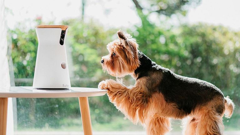 Restez en contact avec votre chien à toute heure du jour et de la nuit 