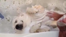 L'heure du bain