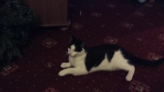 Chat rapporteur