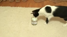 Un chat fasciné par son verre d'eau!