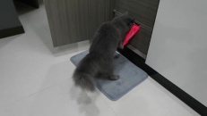 Prenez garde au chat voleur de sous-vêtements