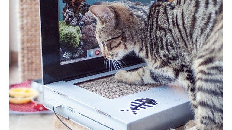 Offrez un ordinateur portable à votre chat pour qu'il lâche le vôtre! Offrez un ordinateur portable à votre chat pour qu'il lâche le vôtre!