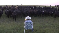 Appeler ses vaches en jouant du trombone!