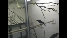 Cervelle d’oiseau?
