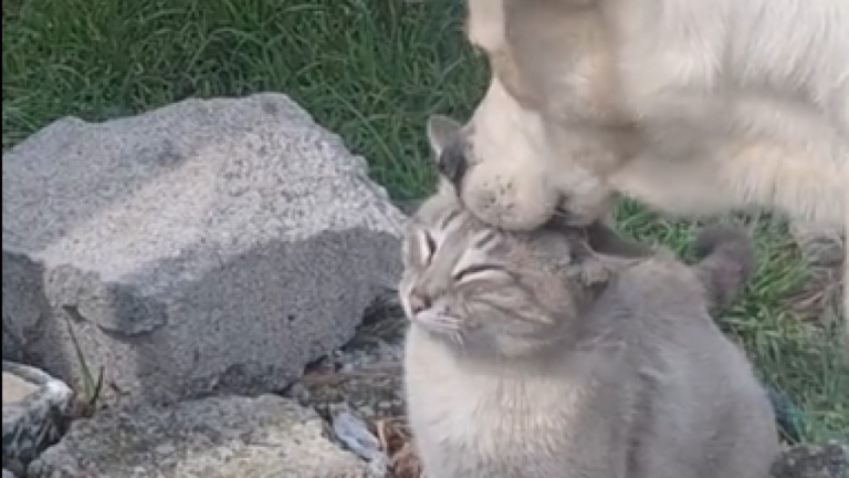 C'est de la douche, petit chat!