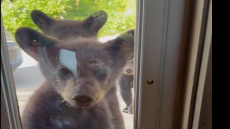 C'est l'heure de la visite des ours!