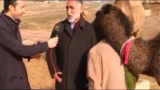 Un dromadaire affectueux