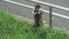 Un chat drôlement assis