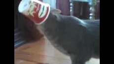 Chat qui adore la crème glacée